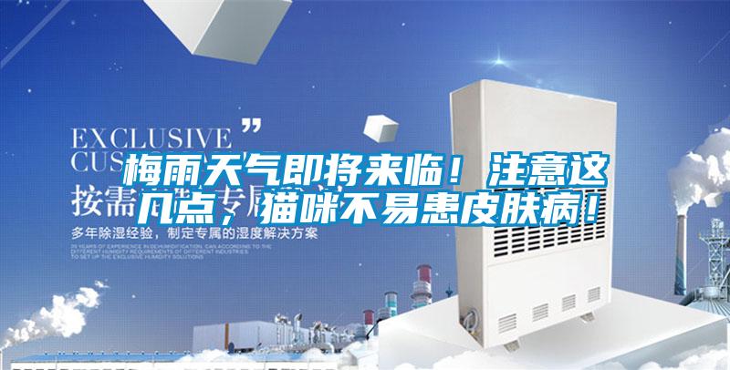 梅雨天氣即將來(lái)臨！注意這幾點(diǎn)，貓咪不易患皮膚病！