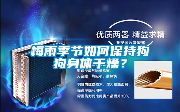 梅雨季節(jié)如何保持狗狗身體干燥？